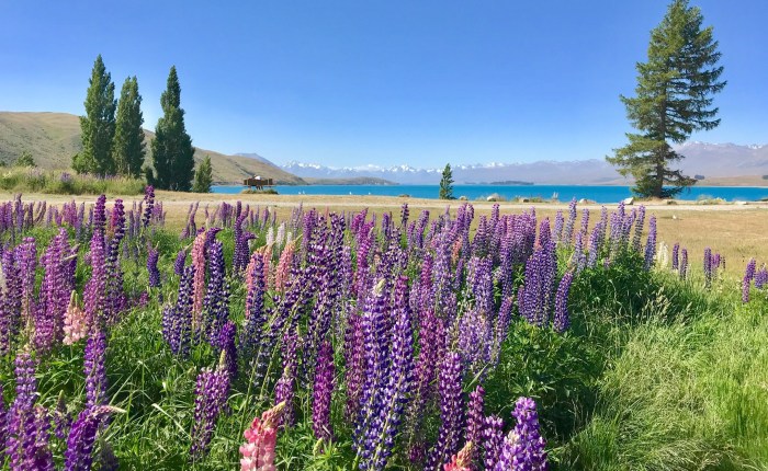 Tag 34 – Von Lake Tekapo nach&nbsp;Christchurch
