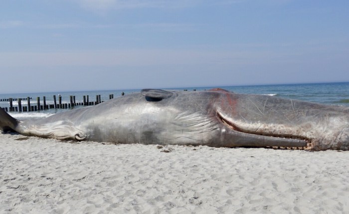 Umweltfotofestival „horizonte zingst“ 2018 – Teil&nbsp;I