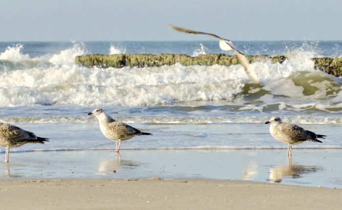 Tage 4 bis 6: Sylt im November – die&nbsp;Fortsetzung