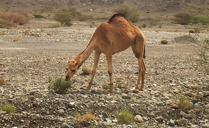 Tag 18: Nizwa – Muscat –&nbsp;Zieleinlauf