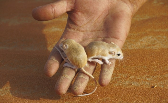 Tag 8: Rub Al-Khali – Von Mäusen und&nbsp;Menschen