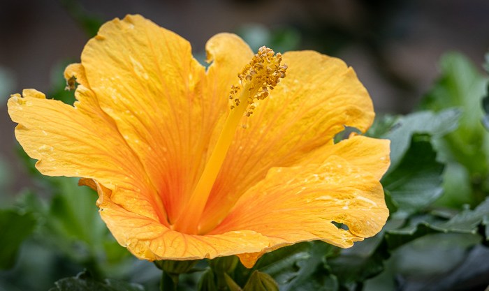 Gran Canaria – Blumen zum&nbsp;Abschied