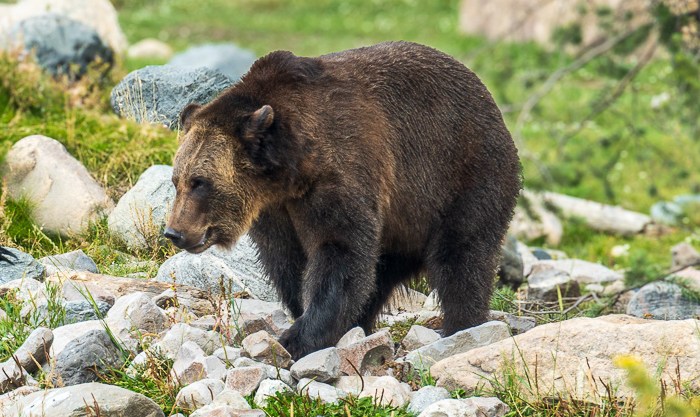 Yellowstone NP – Von Bären und&nbsp;Bisons