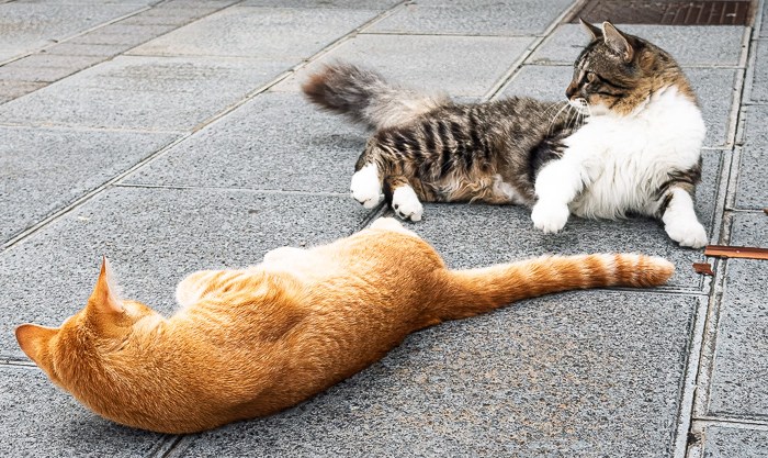 La Palma – Über die&nbsp;Dörfer