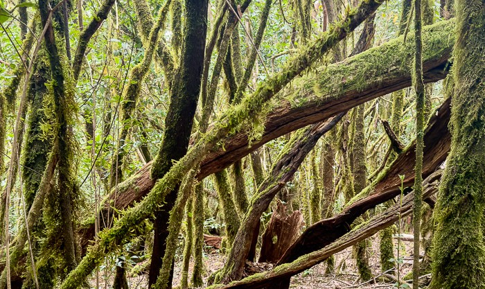 La Gomera –&nbsp;Wanderlastig